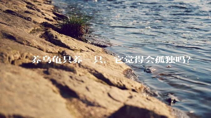 养乌龟只养一只，它觉得会孤独吗？